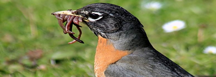 Burung pemakan biji hidup bersama dengan burung pemakan buah