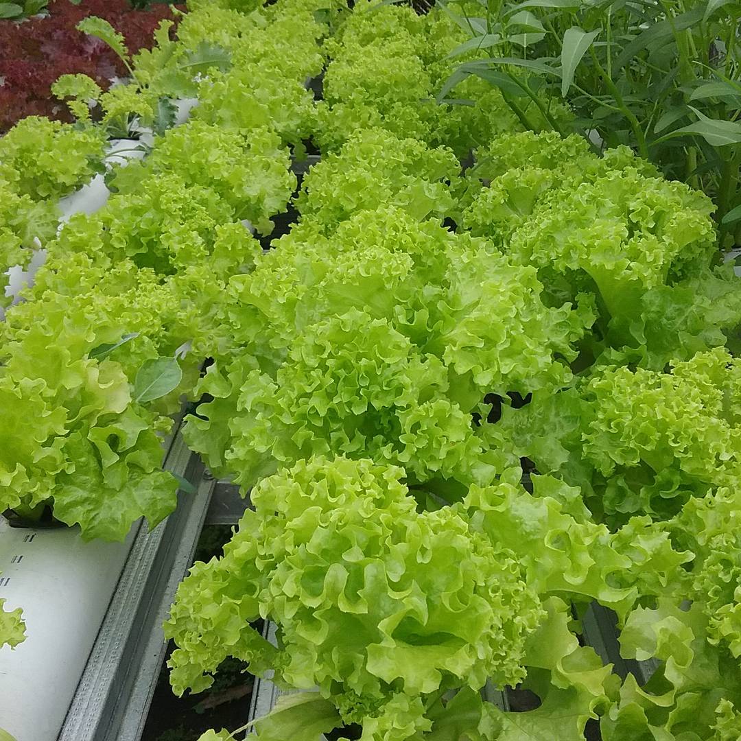 Panduan umum cara menanam selada hidroponik Agrotani