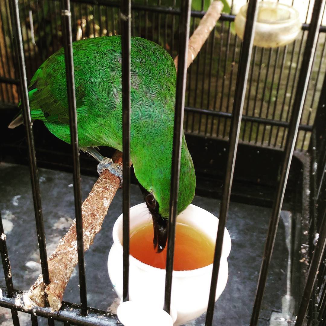 Cara Membuat Burung Peliharaan Anda Tidak Merusak Barang Barang Di Lingkungan Sekitar