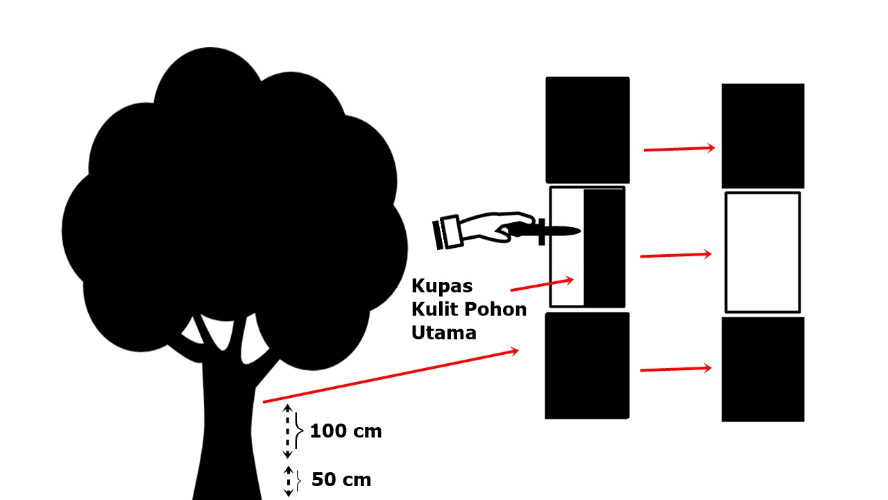 Cara Membuat Pohon Klengkeng Cepat Berbuah  Seputar Buah
